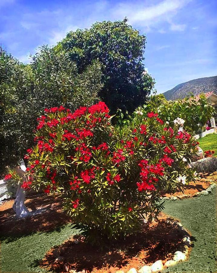 Villa Aelia - A Peaceful And Private Place Argostoli  Exterior foto